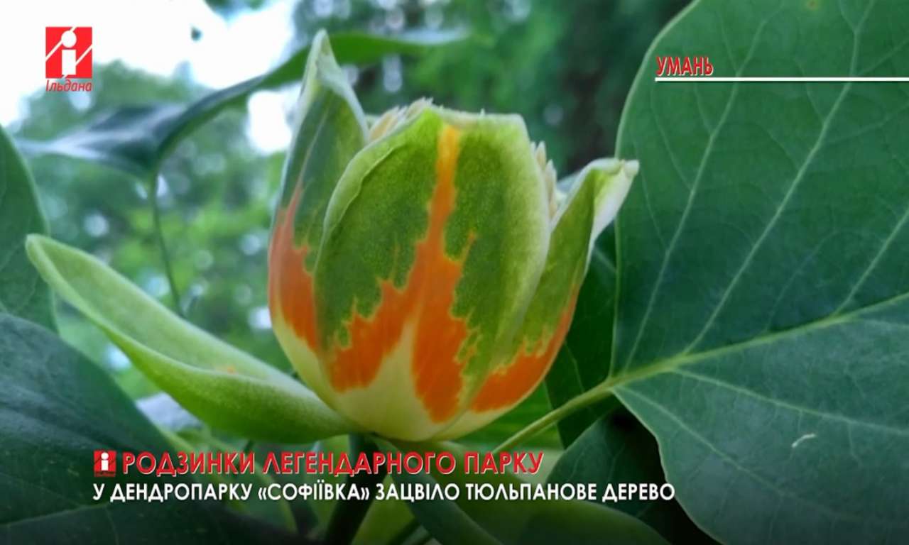У дендропарку «Софіївка» зацвіло тюльпанове дерево (ВІДЕО)